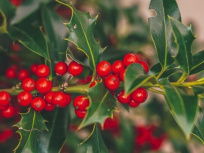 Histoire et traditions : pourquoi s'embrasse-t-on sous le gui pour le Nouvel An ?