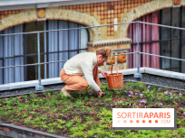 Des ateliers hors du temps pour cultiver le safran sur les toits de Paris