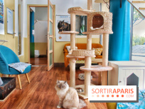 Le Moustache Pension, un hôtel pour chats douillet qui accueille vos compagnons à Paris