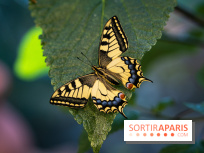 La Serre aux Papillons du Parc Floral 