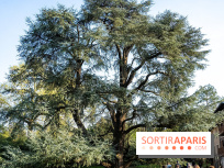 Arboretum de la Vallée-aux-Loups, une balade au milieu des arbres remarquables