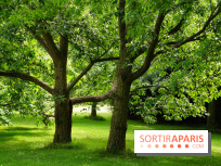 Arboretum de la Vallée-aux-Loups, une balade au milieu des arbres remarquables
