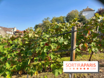 Visuels Paris - Clos Montmartre - Vignes