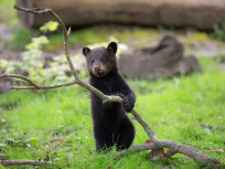 Carnet rose : un ourson est né au zoo de Thoiry (78)