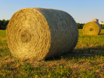 Insolite : assistez à la fauche des foins, au parc Georges-Valbon de la Courneuve (93)