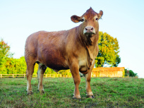 Salon de l'Agriculture 2024 : découvrez la vache élue nouvelle égérie du salon