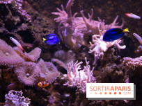 Vacances de Pâques 2019 à Sea Life Paris : invitations