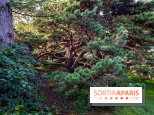 Le Jardin Alpin caché du Jardin des Plantes