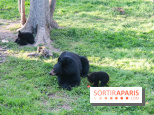 Les tanières du zoo de Thoiry 2023 - Ours