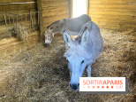 La ferme de la Villette et ses animaux