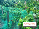 Vignes vendanges - visuels