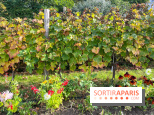 Vignes Montmartre