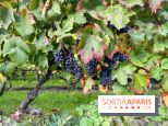 Vignes Montmartre