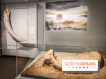 Dans la Seine : une expo de la Crypte archéologique dévoile les objets retrouvés dans la Seine