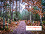 Le sentier de l'érosion à Fontainebleau - balade en forêt