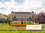 Visuel Paris 5e -  jardin des plantes - museum - printemps - cerisiers