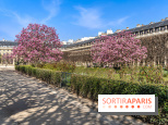 Les magnolias du Jardin du Palais Royal  - printemps - visuel Paris