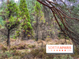 Arbor&Sens, l'Arboretum de Franchard en forêt de Fontainebleau - les photos