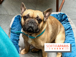 Le Doggy Brunch : le brunch gourmand entre chiens et maîtres à l'hôtel Kimpton Saint Honoré Paris