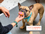 Le Doggy Brunch : le brunch gourmand entre chiens et maîtres à l'hôtel Kimpton Saint Honoré Paris - image00065