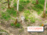 La Forêt des Loups