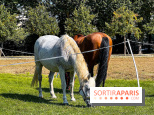 Tous en piste ! à Maisons-Laffitte (78): poneys, calèche et spectacles équestres gratuits au château