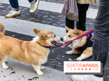 La Marche des animaux à Paris : défilé gratuit, ouvert aux chiens, chats ... sur les Champs-Élysées - IMG 5187
