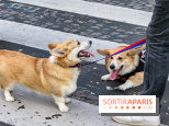 La Marche des animaux à Paris : défilé gratuit, ouvert aux chiens, chats ... sur les Champs-Élysées