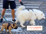 La Marche des animaux à Paris : défilé gratuit, ouvert aux chiens, chats ... sur les Champs-Élysées