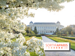 Les floraisons exceptionnelles du Jardin des Plantes 2026 : tulipes, coquelicots et cerisiers - photos