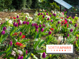 Le Parc de Bagatelle au printemps, cerisier, tulipes et jonquilles - photos - A7C00660