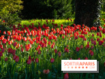 Le Parc de Bagatelle au printemps, cerisier, tulipes et jonquilles - photos