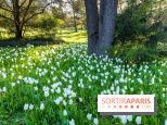 Le Parc de Bagatelle au printemps, cerisier, tulipes et jonquilles - photos