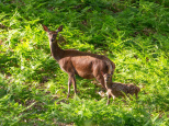 Campagne #36776 - biche et faon arnaud freminet 1 BD