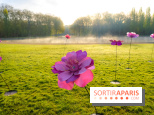 Hanami au Parc de Sceaux 2026, les cerisiers en fleurs et ses  animations