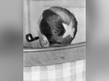 Cheveux Cheris Musée Quai Branly | Tonsure de Marcel Duchamp, 1919  photo Man Ray  collection particulière
