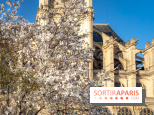 Paris : le printemps prend de l'avance : 6 spots d'arbres en fleurs à découvrir en ce moment