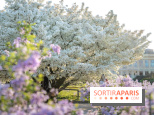 Le cerisier du Japon 'Shirotae' du Jardin des Plantes : l'arbre remarquable au blanc éclatant en fleurs