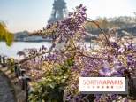 Où voir des glycines en fleurs à Paris