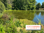 Les cyanobactéries prolifèrent en Ile-de-France, attention aux chiens et à la pêche
