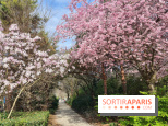 Où voir des cerisiers en fleurs à Paris et en Île-de-France : nos spots coup de cœur !