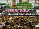 Confinement : grande vente de plantes aromatiques et potagères en ligne