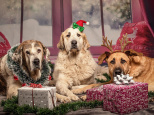 Insolite : écoutez la première chanson de Noël pour chiens