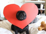 Les français préfèrent passer la Saint Valentin avec leur chien 
