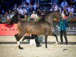 La 45ème édition du Salon du Cheval à Villepinte !