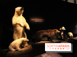 Espèces d'Ours, l'expo au Muséum National d'Histoire Naturelle