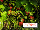 Cueillettes des fraises autour de Paris