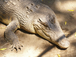 Crocodile