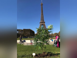 Du chanvre planté près des monuments les plus iconiques de la capitale