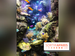 Les récifs Coralliens s'exposent à l'Aquarium de Paris